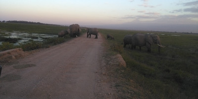 6 days 5 nights maasai mara, lake nakuru & amboseli safari (small group joining) - Photo 7