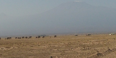 6 days 5 nights maasai mara, lake nakuru & amboseli safari (small group joining) - Photo 10