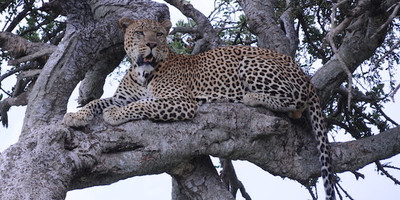 6 days 5 nights maasai mara, lake nakuru & amboseli safari (small group joining) - Photo 11