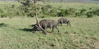 6 days 5 nights maasai mara, lake nakuru & amboseli safari (small group joining) - Photo 1
