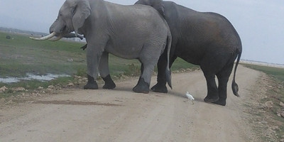 6 days 5 nights maasai mara, lake nakuru & amboseli safari (small group joining) - Photo 9