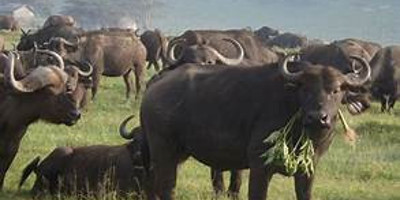 6 days 5 nights maasai mara, lake nakuru & amboseli safari (small group joining) - Photo 2