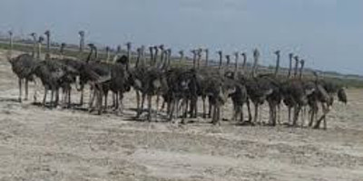 6 days 5 nights maasai mara, lake nakuru & amboseli safari (small group joining) - Photo 12