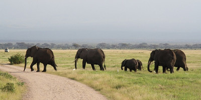 6 days 5 nights maasai mara, lake nakuru & amboseli safari (small group joining) - Photo 4