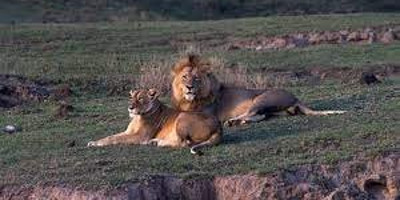 6 days 5 nights serengeti king of the jungle safari - Photo 1