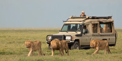 6 days 5 nights serengeti king of the jungle safari - Photo 7