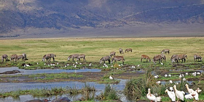 6 days 5 nights serengeti king of the jungle safari - Photo 3