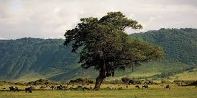 6 days 5 nights serengeti king of the jungle safari - Photo 4