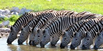 7 days maasai mara great wildebeest migration tours - Photo 3