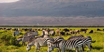 7 days maasai mara great wildebeest migration tours - Photo 4