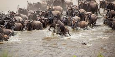 7 days maasai mara great wildebeest migration tours - Photo 2