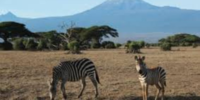 7 days maasai mara great wildebeest migration tours - Photo 6