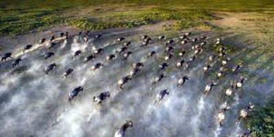 7 days maasai mara great wildebeest migration tours - Photo 5