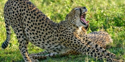 6 days high-end tanzania safari - Photo 1