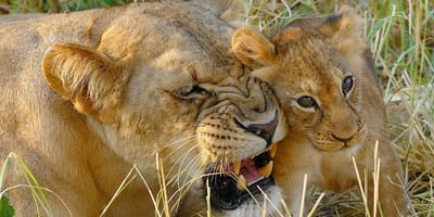 6 days high-end tanzania safari - Photo 3