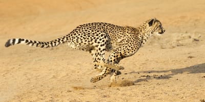 6 days high-end tanzania safari - Photo 2