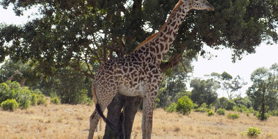 6 days kenya camping safari masai mara – lake nakuru – amboseli - Photo 1