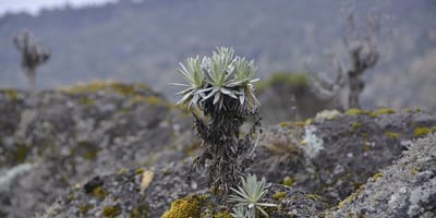 6 days machame route kilimanjaro hiking group departure 2026/2027 - Photo 5
