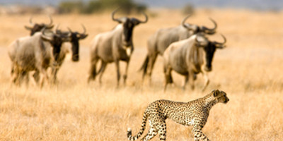 7 days – tanzania luxury tented camp - Photo 9