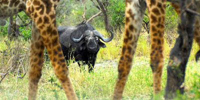 7 days – tanzania luxury tented camp - Photo 6