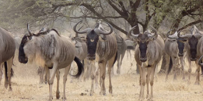 7 days – tanzania luxury tented camp - Photo 5
