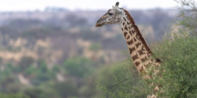 7 days – tanzania luxury tented camp - Photo 3