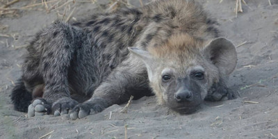 7 days – tanzania luxury tented camp - Photo 7