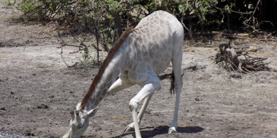 7 days – tanzania luxury tented camp - Photo 8