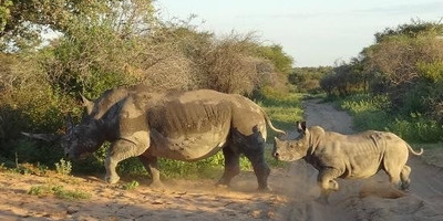 6 nights khama rhino, lekhubu, ckgr - Photo 3
