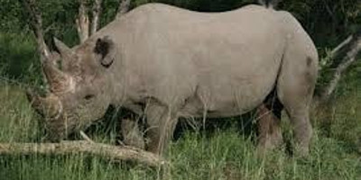 6 nights khama rhino, lekhubu, ckgr - Photo 1