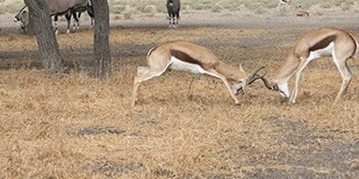 6 nights khama rhino, lekhubu, ckgr - Photo 2