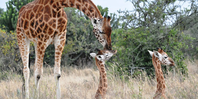  7 Days 6 nights Samburu, Lake Nakuru, Lake Naivasha & Masai Mara - Photo 1