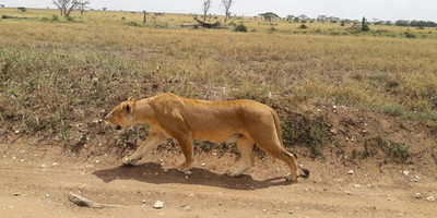 7 DAYS 6 NIGHTS TANZANIA CAMPING SAFARIS - Photo 1