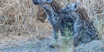 7 days / 6 nights – tanzania safari - luxury - Photo 3