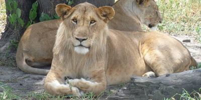 7 days / 6 nights – tanzania safari - luxury - Photo 5