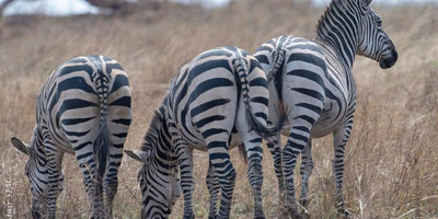 7 days / 6 nights – tanzania safari - luxury - Photo 4