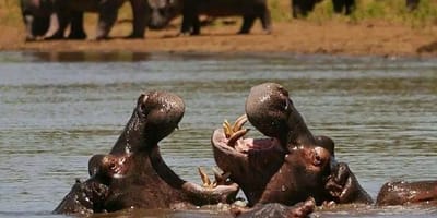 7 days best of kenya masai mara lake nakuru naivasha and amboseli safari tour - Photo 2