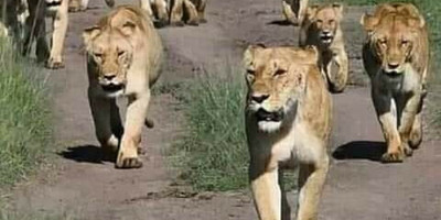 7 days best of tanzania by sassabi expeditions - Photo 11
