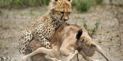 7 days best of tanzania by sassabi expeditions - Photo 5