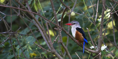7 days luxury safari - Photo 11