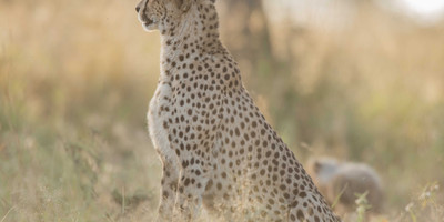 7 days luxury safari - Photo 7