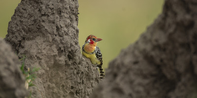 7 days luxury safari - Photo 9