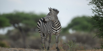 7 days luxury safari - Photo 8