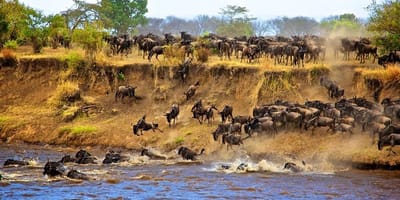 7 Days Wildebeest Migration safaris: Lake Manyara, Serengeti, Ngorongoro, and Tarangire - Photo 3