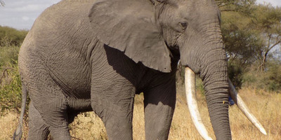 7 days – wildlife & culture - mid range - Photo 2