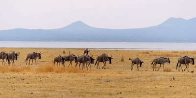 7 days – wildlife & culture - mid range - Photo 5