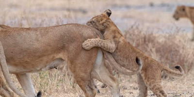 7 days – wildlife & culture - mid range - Photo 3