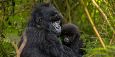 8-day best of uganda tour - Photo 5