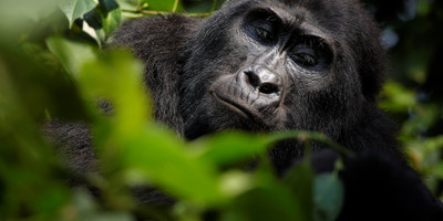 8-day best of uganda tour - Photo 4