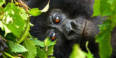 8-day best of uganda tour - Photo 6